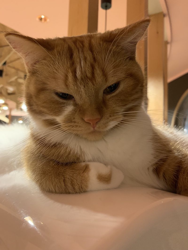 ベスト 猫 カフェ 八尾 八尾 猫 カフェ Potoapixnan3dc ベスト 猫 カフェ 八尾 八尾 猫 カフェ Potoapixnan3dc